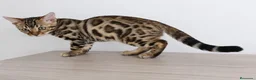 Bengalí gatos en venta: GATOS BENGALÍ  - Anuncio 2