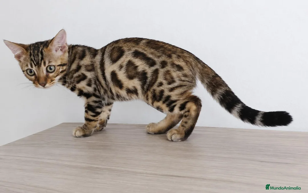Bengalí gatos en venta: GATOS BENGALÍ  - Anuncio 2