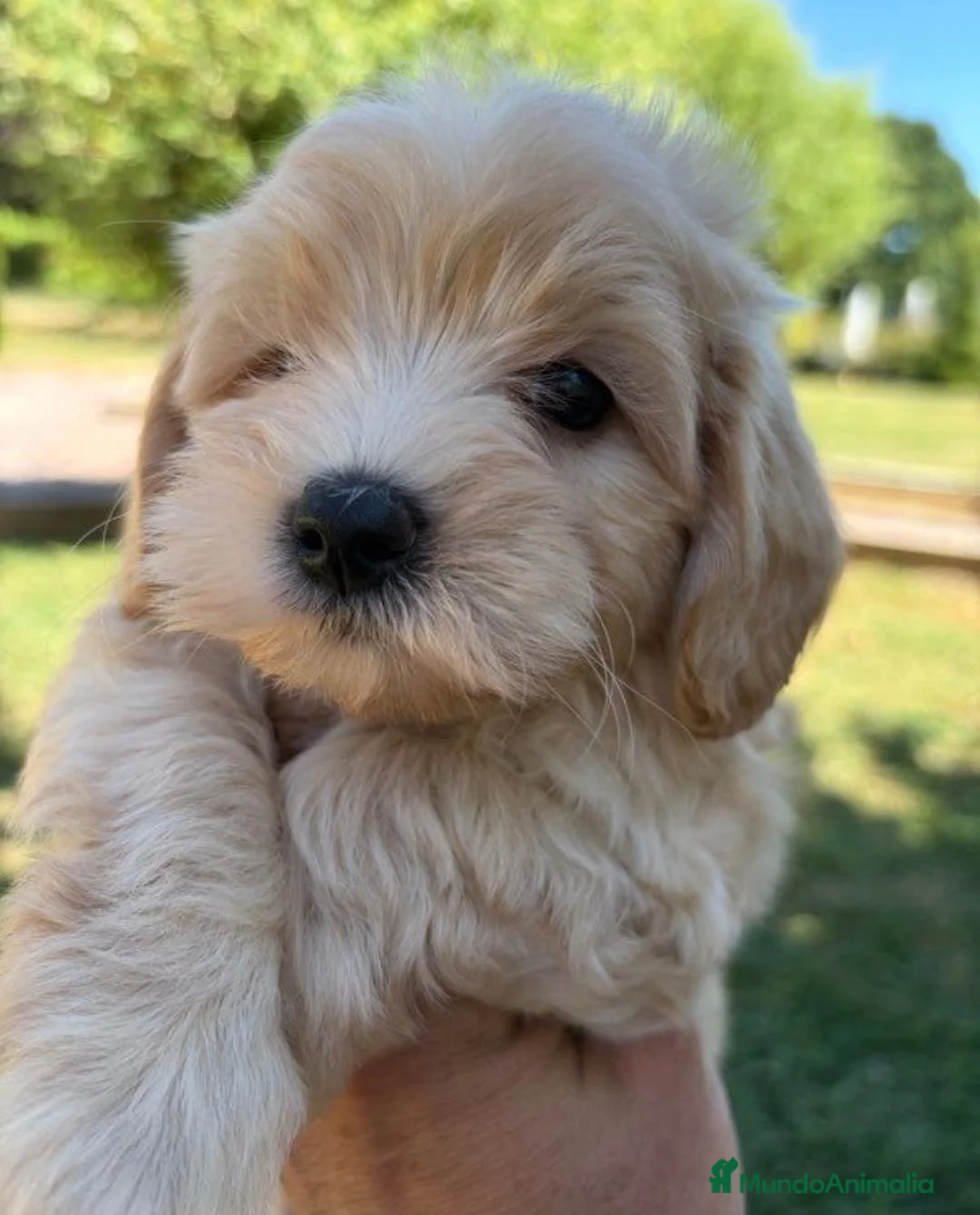 Maltipoo perros en venta: CRIADERO DE MALTIPOO  - Anuncio 2