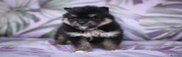 Pomsky perros en venta: Pomsky F3 - Anuncio 3