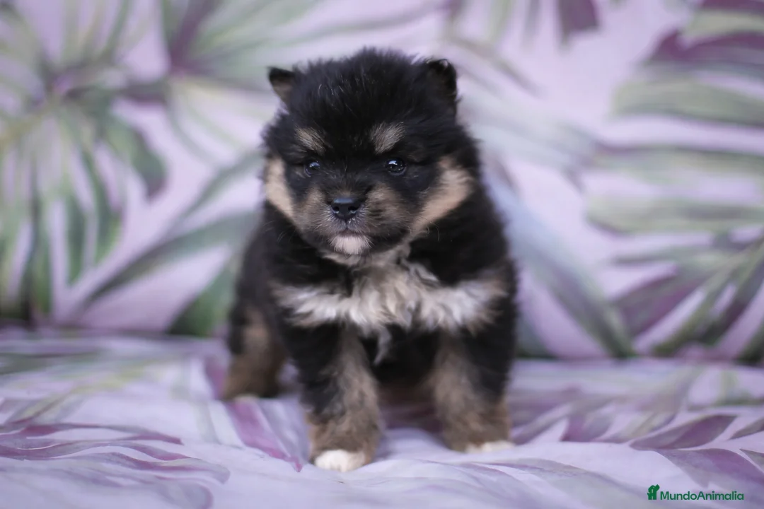 Pomsky perros en venta: Pomsky toy F3 - Anuncio 22