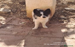 Pomerania perros en venta: Pomeranian  - Imagen 2