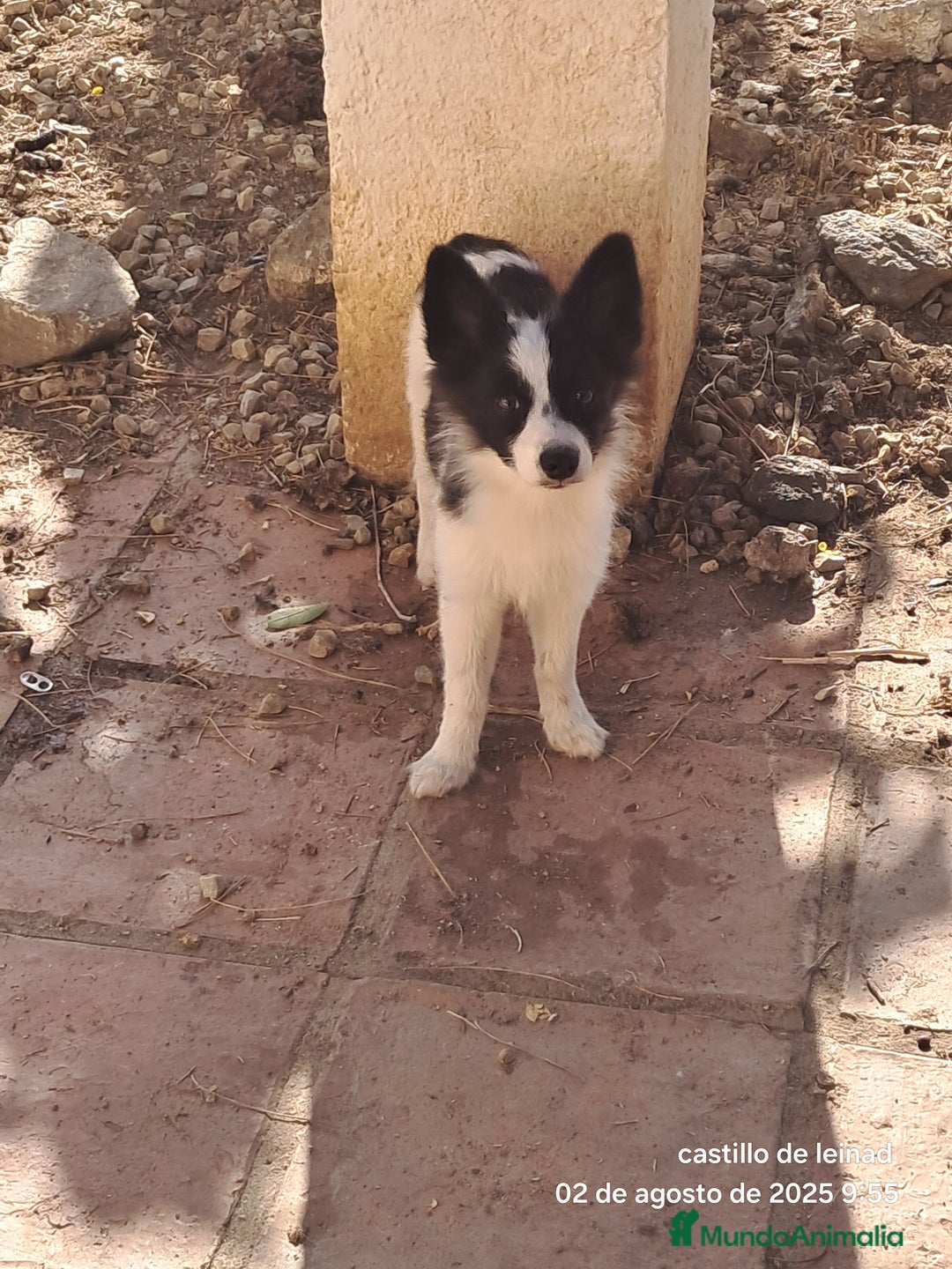Pomerania perros en venta: Pomeranian  - Imagen 2