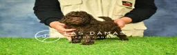 Caniche Toy perros en venta: Cachorros de Caniche Toy - Anuncio 3