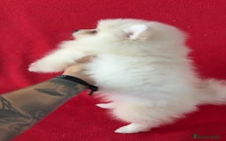 Pomerania perros en venta: Pomerania Standar  - Imagen 3