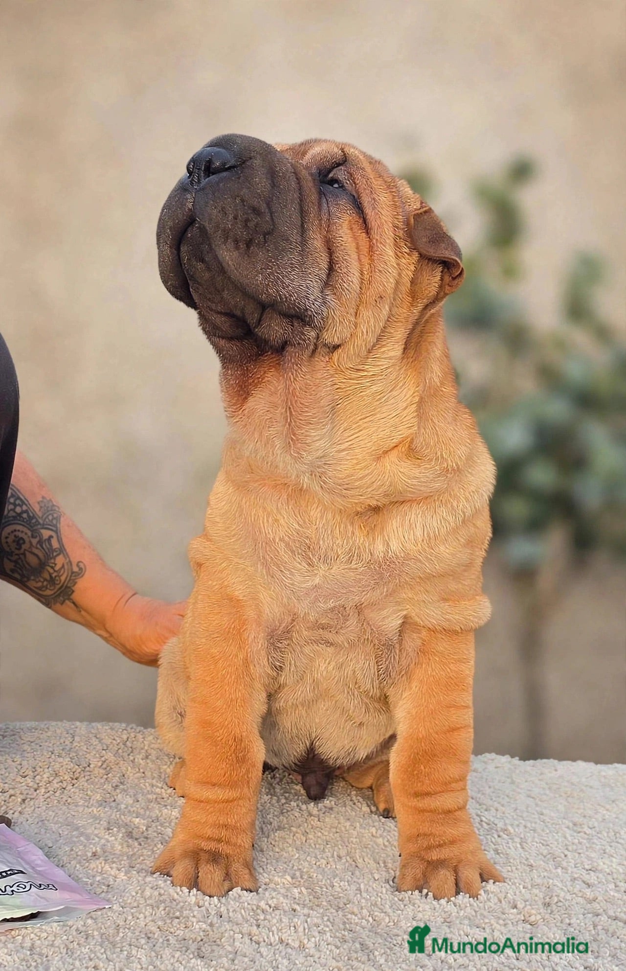 Shar Pei perros Shar pei máxima calidad  - Anuncio 2