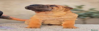 Shar Pei 2