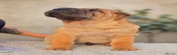 Shar Pei perros en venta: Shar pei máxima calidad  - Anuncio 2