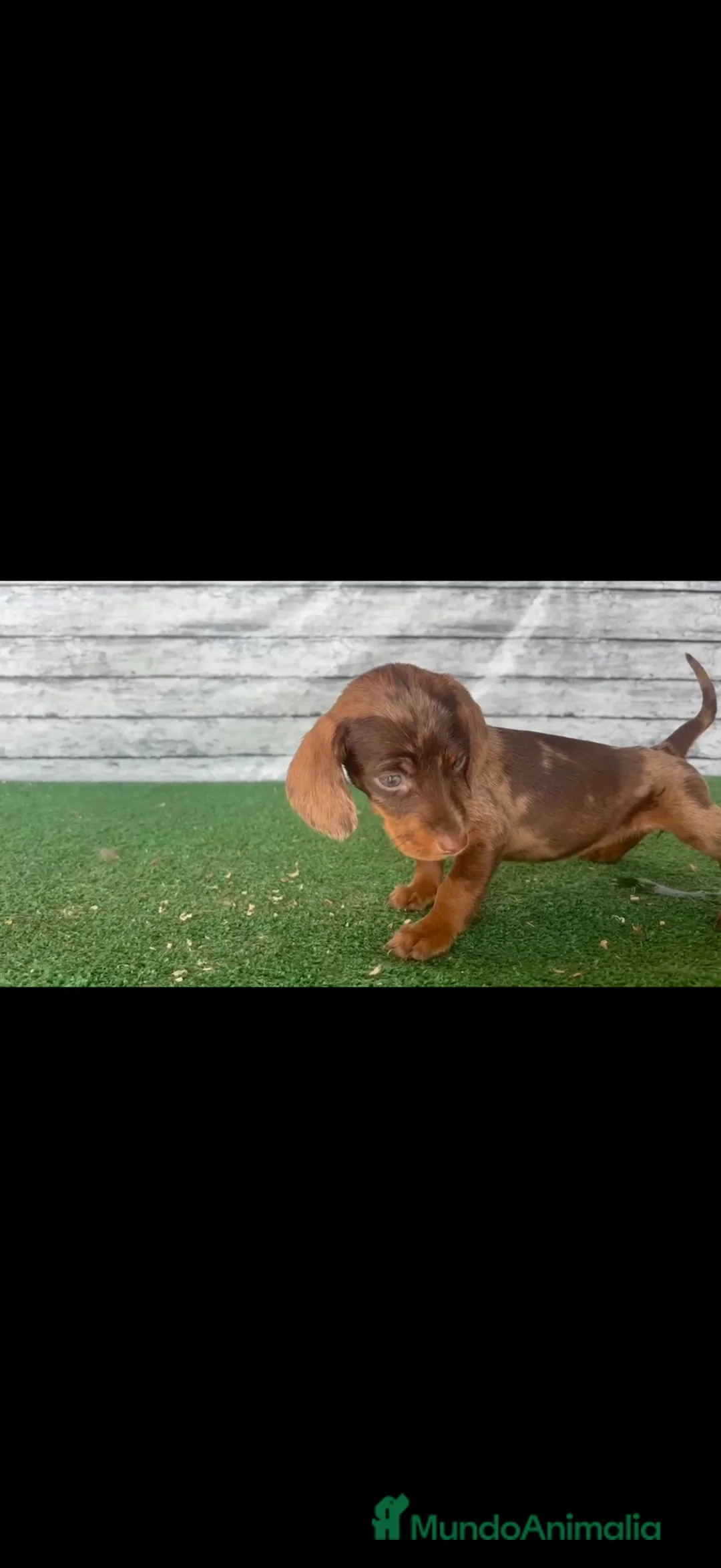 Teckel Miniatura perros en venta: Teckel kanichen macho y hembras  - Anuncio 2