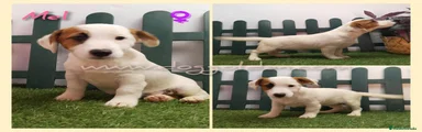 Jack Russell Terrier 6