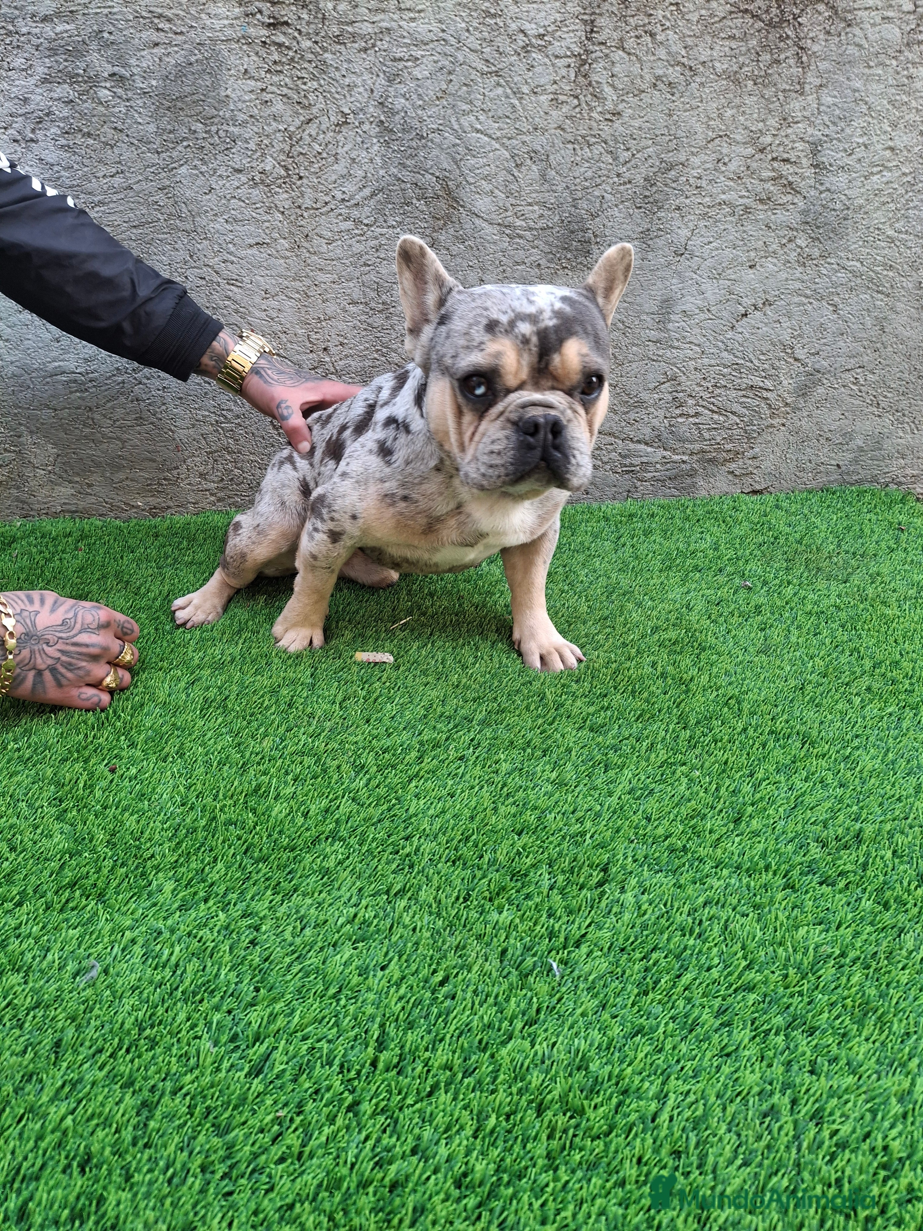 Bulldog Francés perros PRECIOSO BULLDOG FRANCES MERLE - Anuncio 17