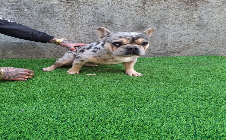 Bulldog Francés perros - Anuncio 3