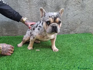 Bulldog Francés perros PRECIOSO BULLDOG FRANCES MERLE - Anuncio 1