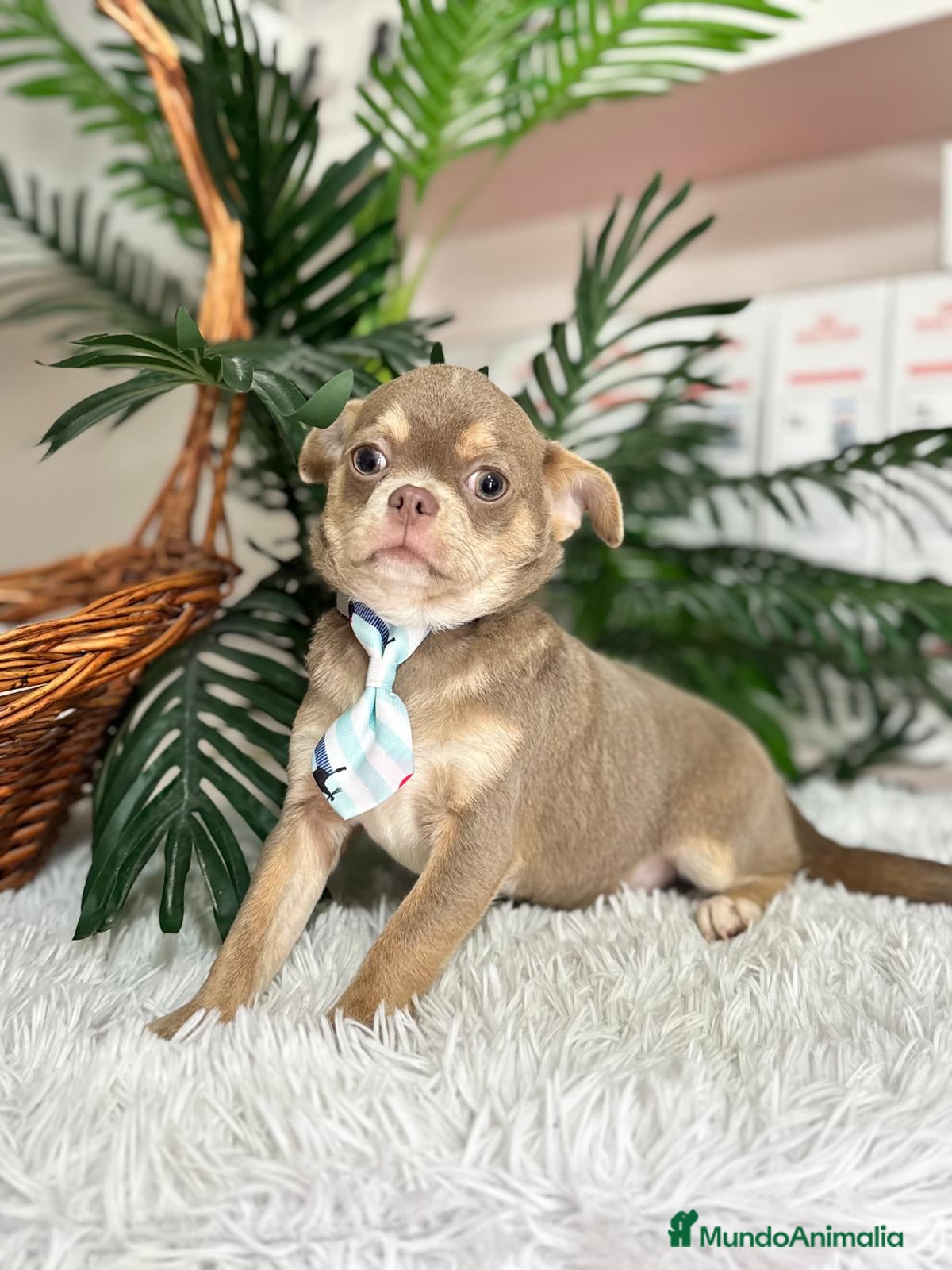 Chihuahua perros CHIHUAHUA ADULTO - Anuncio 2