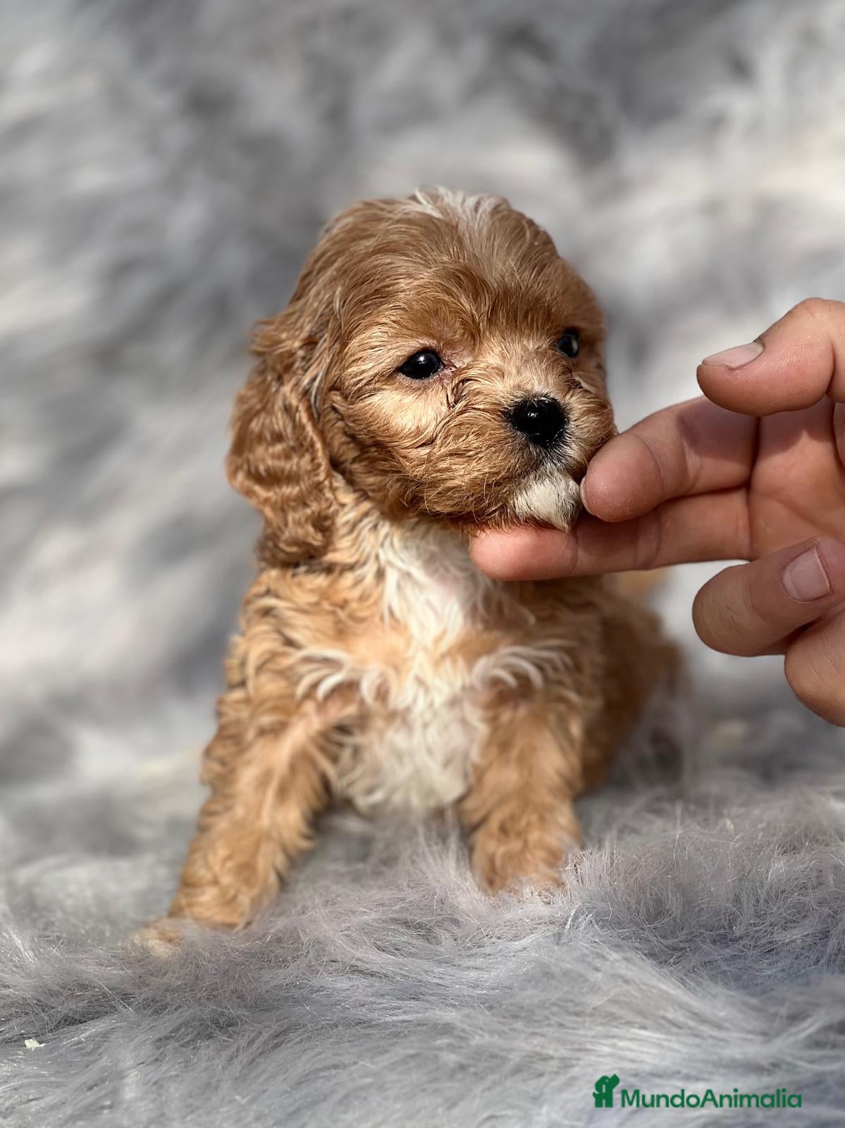 Cavapoo perros CAVAPOO APRICOT TOY DISPONIBLES en Barcelona - Anuncio 2
