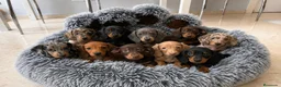 Teckel Miniatura perros en venta: Teckel  - Anuncio 1