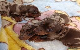 Teckel Miniatura perros en venta: Bellos teckel kaninchen unas miniaturas  - Imagen 3