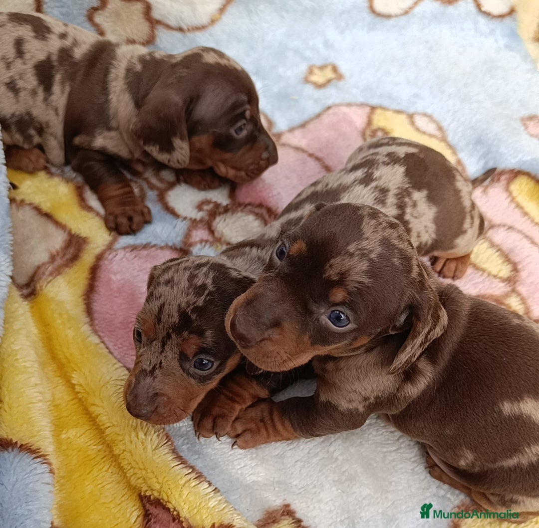 Teckel Miniatura perros en venta: Bellos teckel kaninchen unas miniaturas  - Imagen 3