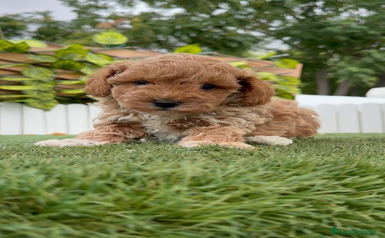 Caniche Toy perros - Anuncio 3