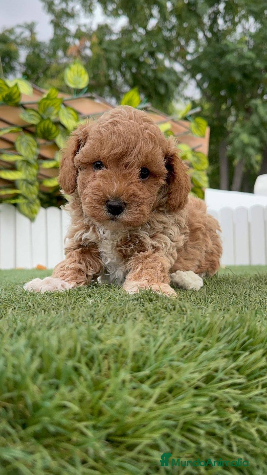 Caniche Toy perros en venta: CANICHE TOY MACHO - Imagen 1