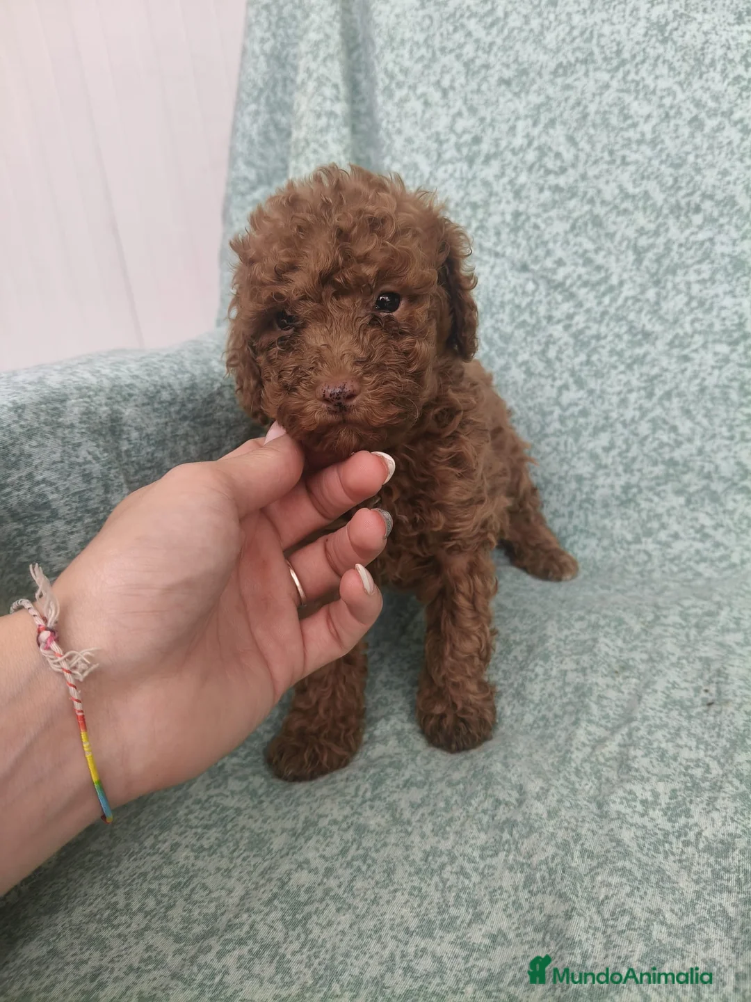 Caniche Toy perros en venta: Caniches toy - Anuncio 1