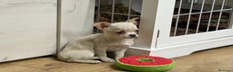 Chihuahua perros en venta: Chihuahua Toy hembra  - Anuncio 3