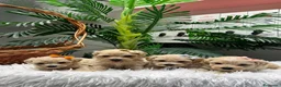 Maltipoo perros en venta: MALTIPOO 💙- LISTOS PARA ENTREGAR  - Anuncio 3