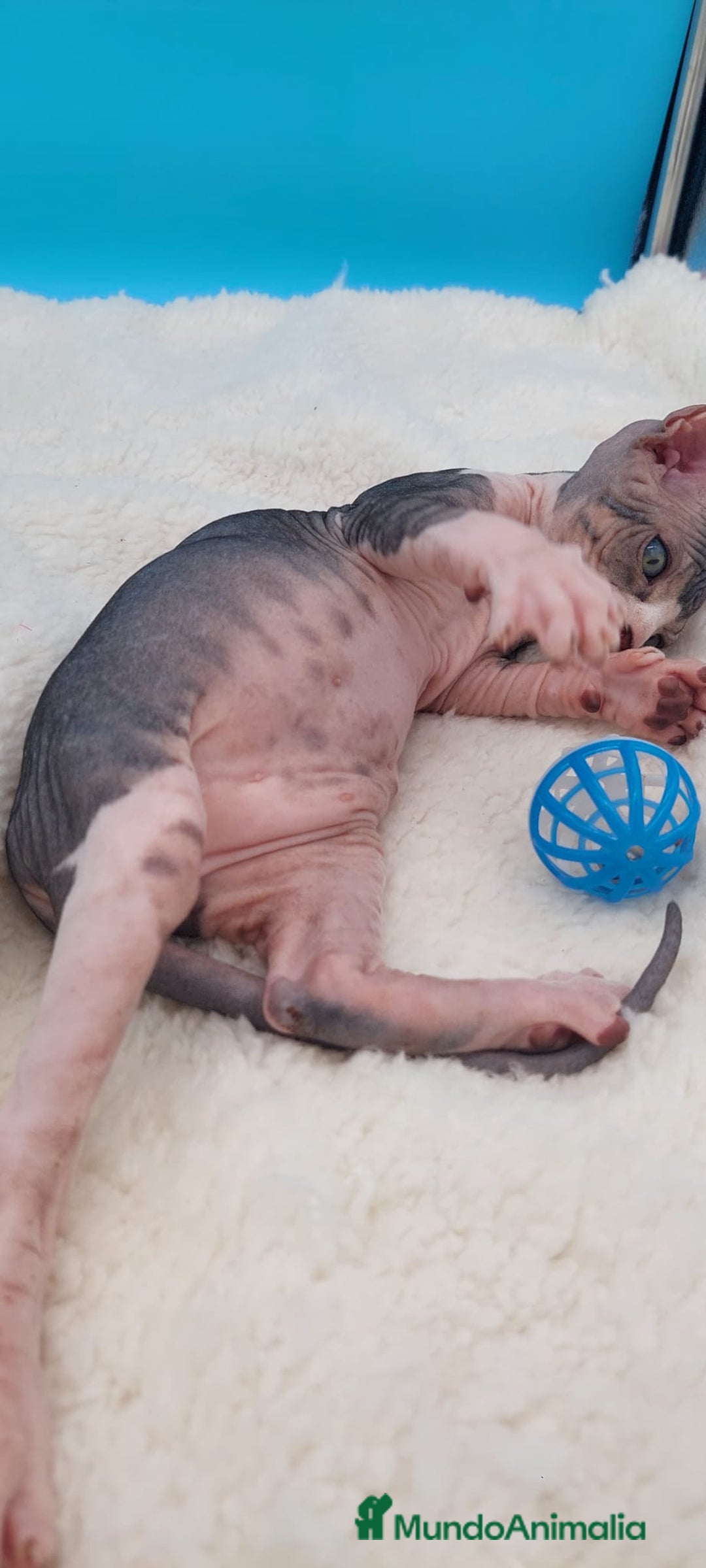 Sphynx gatos en venta: Preciosa camada de gatitos sphynx  - Imagen 11