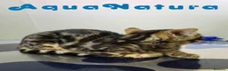 Bengalí gatos en venta: Bengali Macho de Bengala y Marbel 1890 AQUANATURA - Anuncio 7