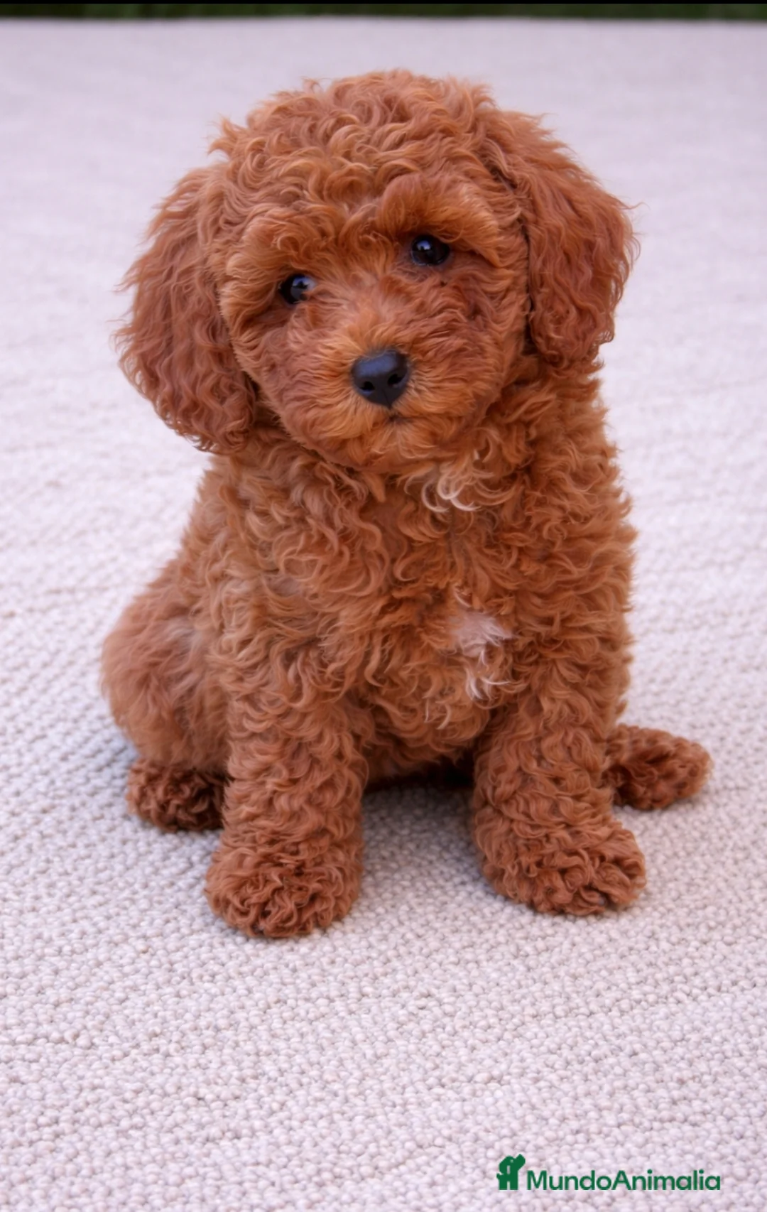 Caniche Toy perros en venta: CANICHE TOY - Anuncio 2