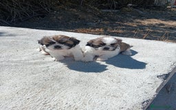 Shih Tzu perros en venta: Cachorros de shih tzu  - Imagen 1
