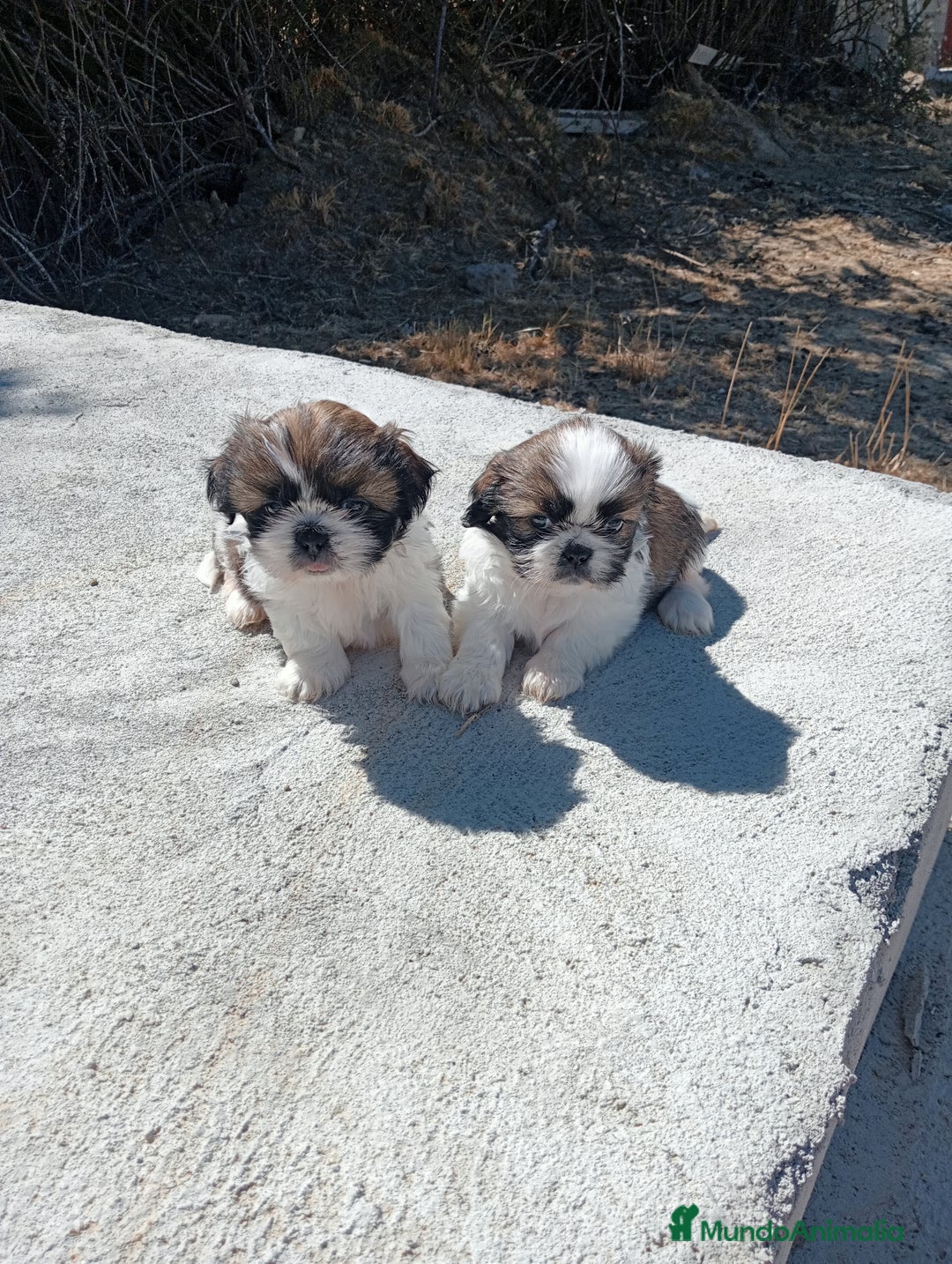 Shih Tzu perros en venta: Cachorros de shih tzu  - Imagen 1