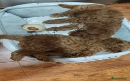 Caniche Toy perros en venta: Hembras toy ❤️ - Imagen 5