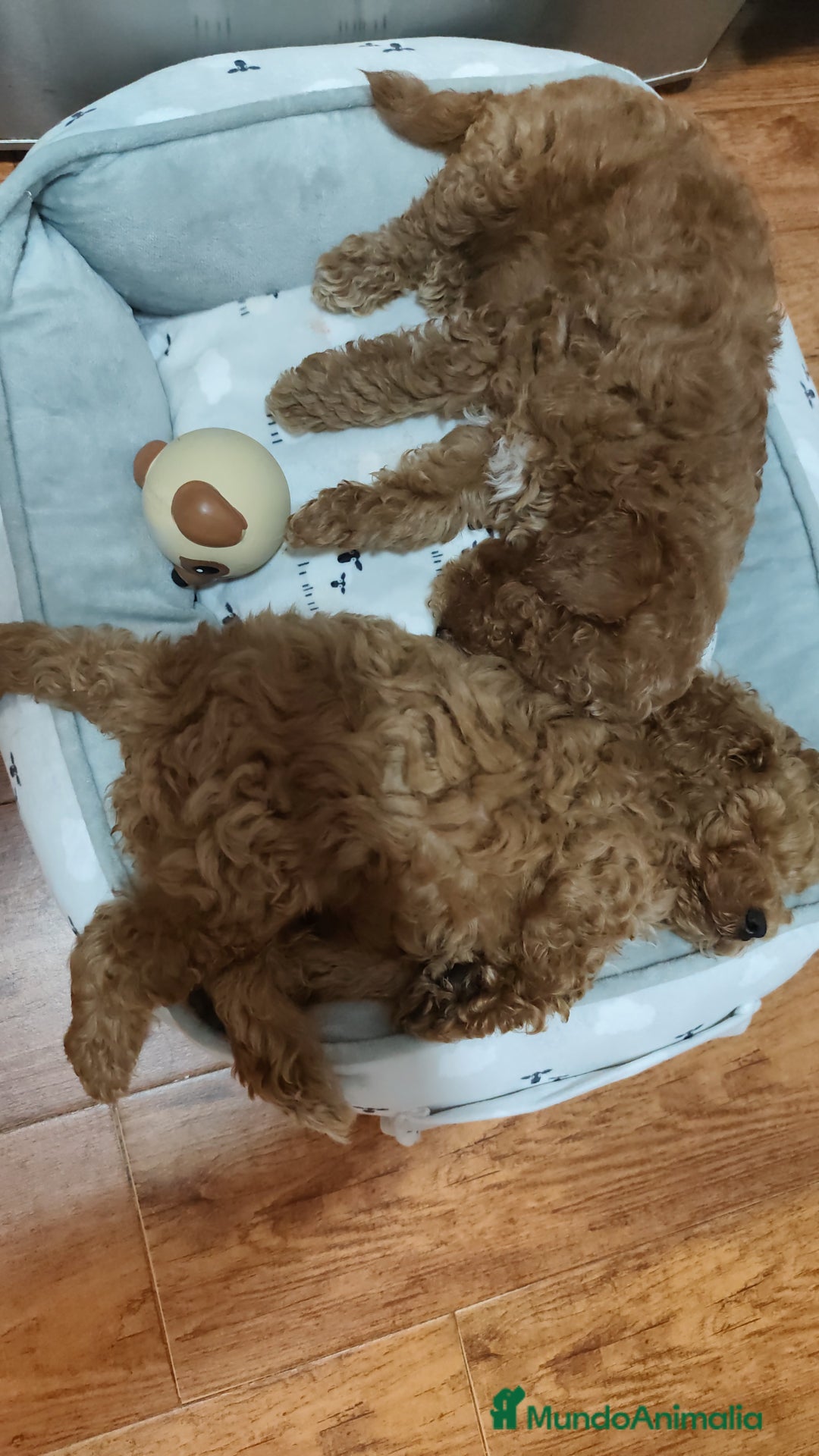 Caniche Toy perros en venta: Hembras toy ❤️ - Imagen 5