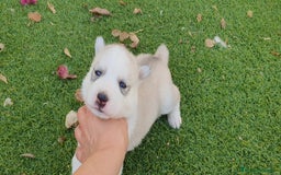 Husky Siberiano perros en venta: Cachorros Husky Siberiano  - Imagen 6