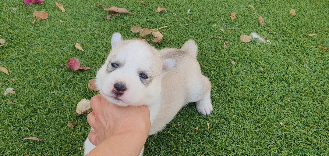 Husky Siberiano perros en venta: Cachorros Husky Siberiano  - Imagen 6