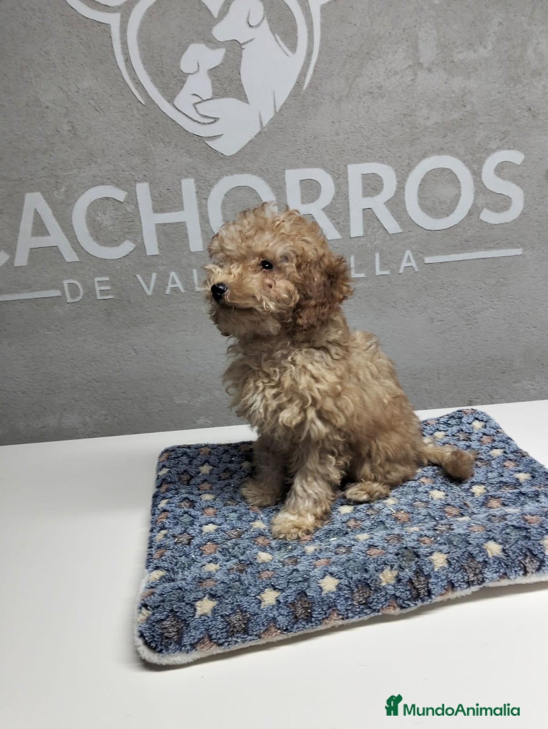 Caniche Toy perros en venta: Dos últimas caniches  - Anuncio 5