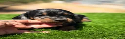 Teckel Miniatura perros en venta: Teckel mini  - Anuncio 3