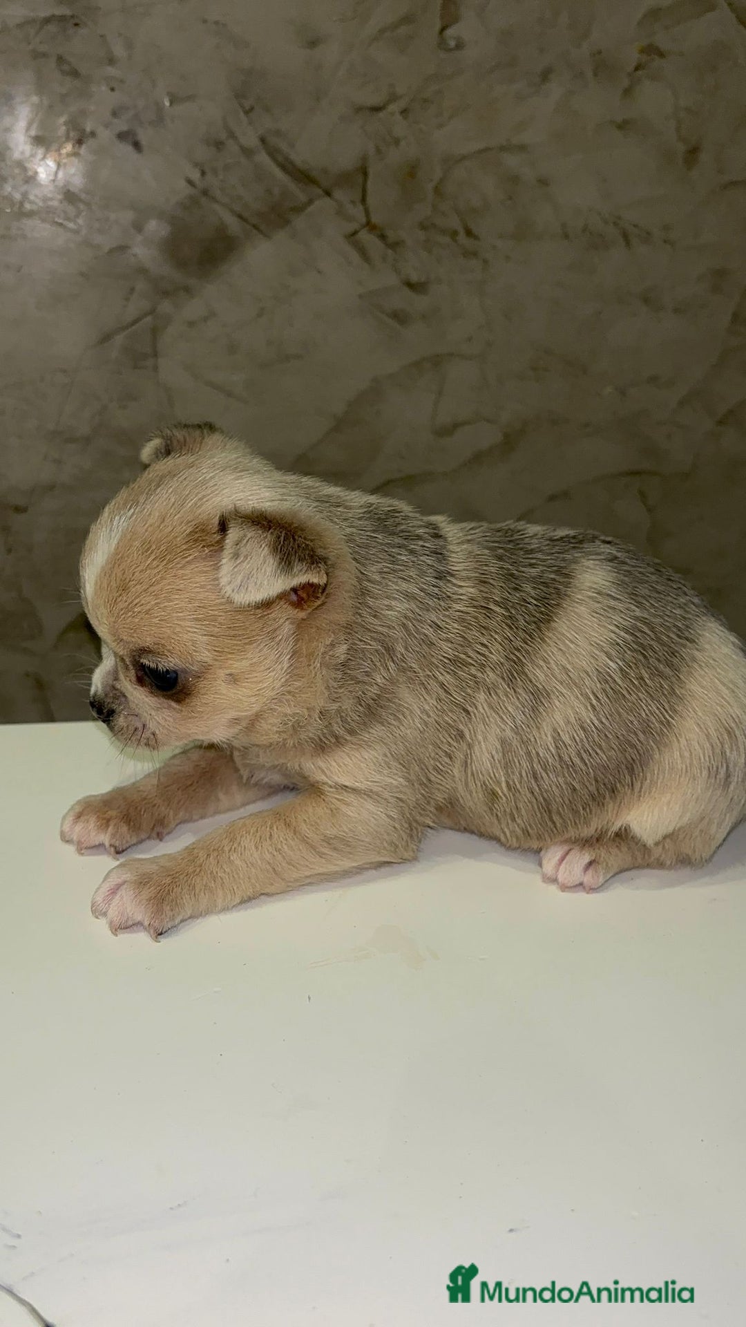 Chihuahua perros en venta: Chihuahua toy macho - Anuncio 2