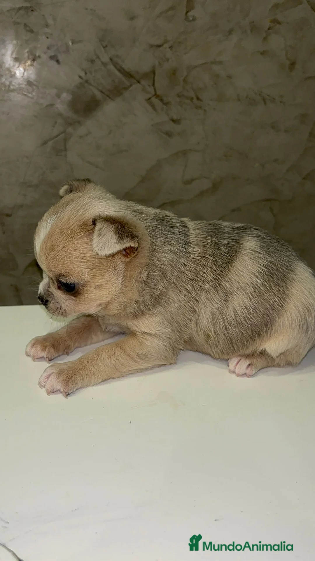 Chihuahua perros en venta: Chihuahua toy macho - Anuncio 2