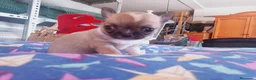 Chihuahua perros en venta: Camada Flapi Chihuahua  - Anuncio 2