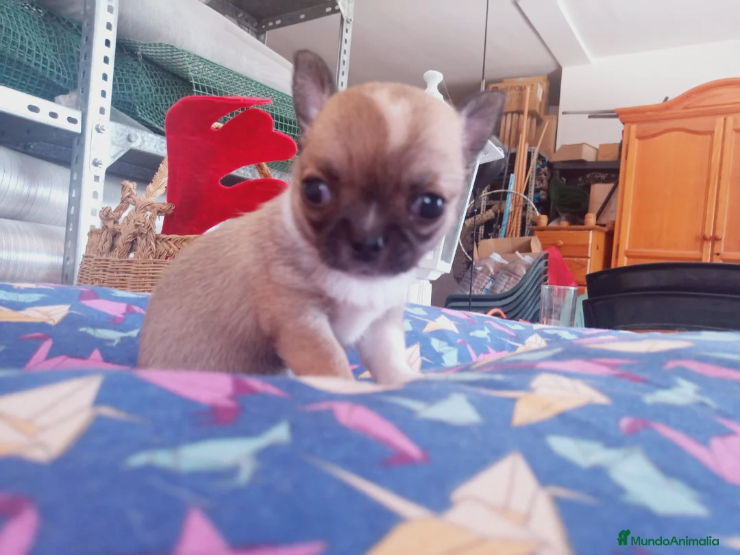 Chihuahua perros en venta: Camada Flapi Chihuahua  - Anuncio 2
