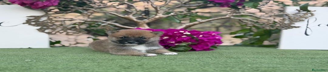 Shiba Inu Cachorro 3