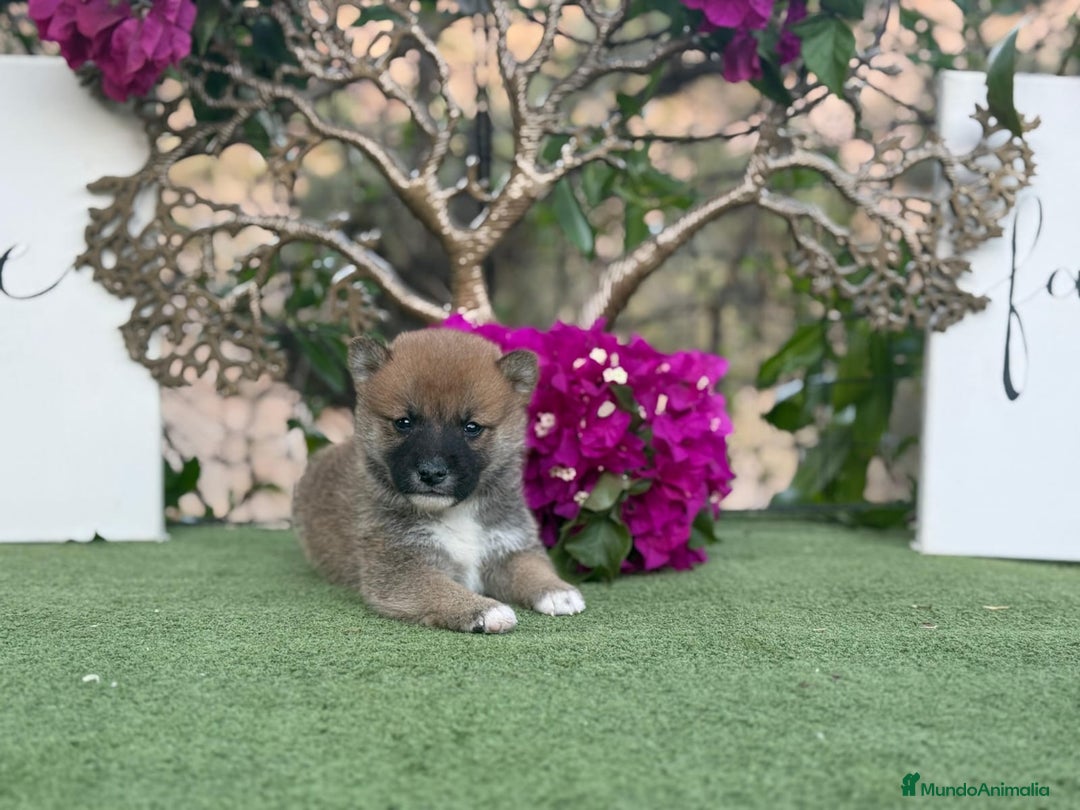 Shiba Inu perros en venta: Shiba Inu rojos y negros  - Imagen 1