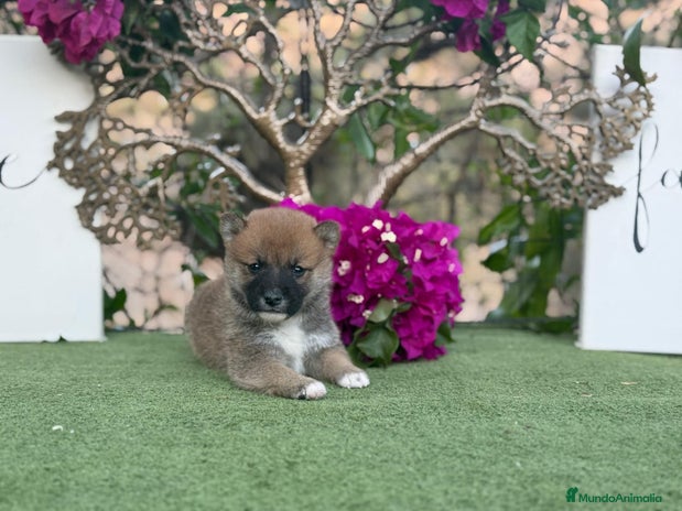 Shiba Inu perros - Anuncio 1