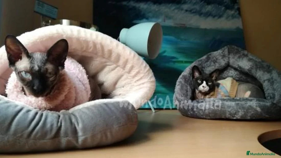 Imagen de galería {{count}}