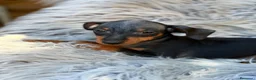 Pinscher Miniatura perros en venta: Mini pinscher macho🐾💙 - Anuncio 1