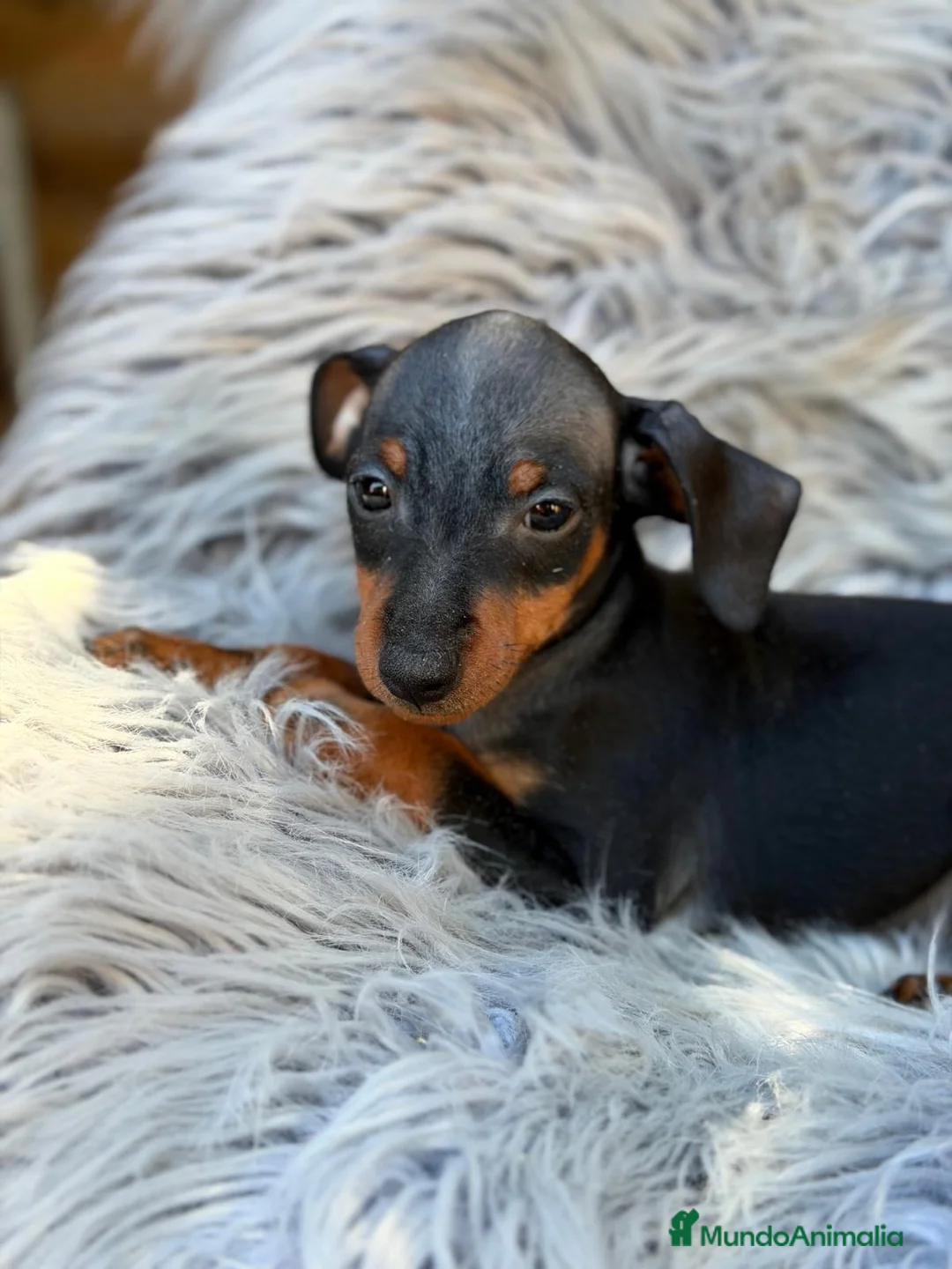 Pinscher Miniatura perros en venta: Mini pinscher macho🐾💙 - Anuncio 1