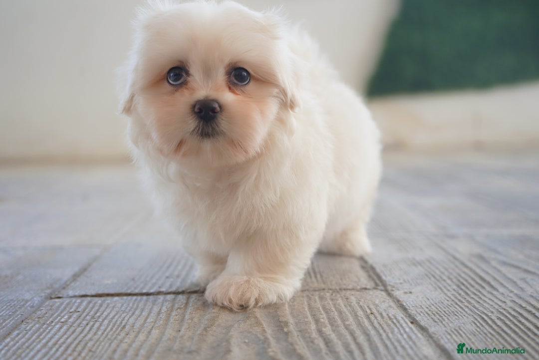 Maltipoo perros en venta: 🐾 Snow – Maltipoo macho blanco marfil 🐾 - Imagen 1