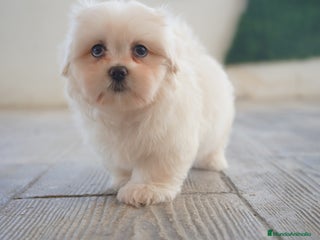 Maltipoo perros - Anuncio 12